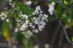 Ehretia aspera